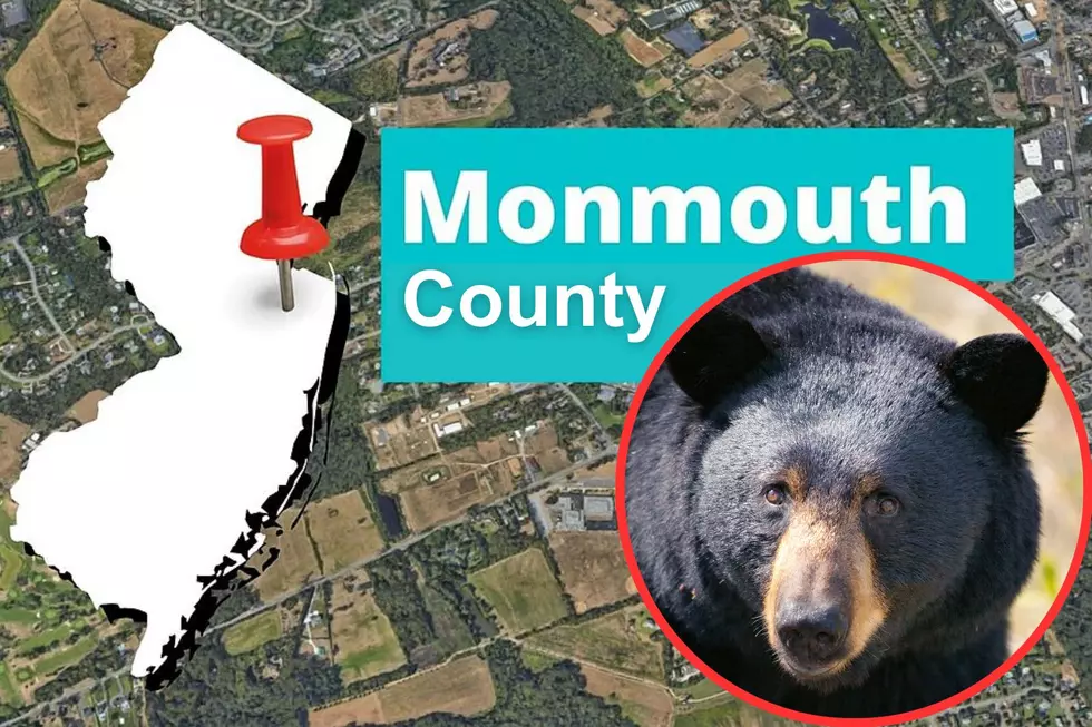 Black Bear, Monmouth County