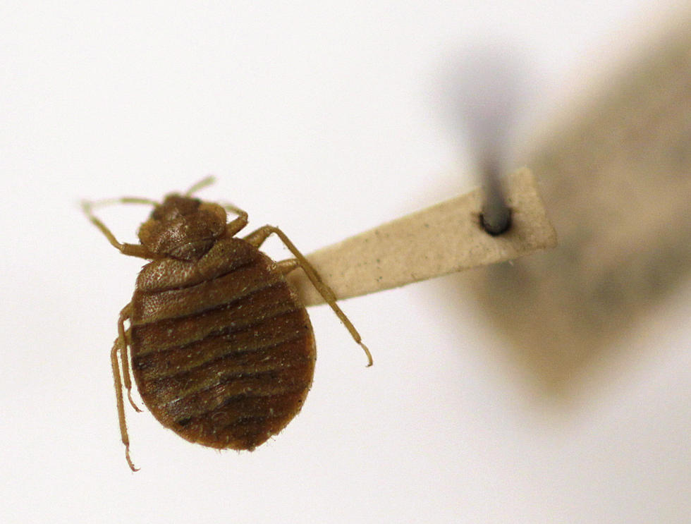 This is where New Jersey ranks for bed bugs