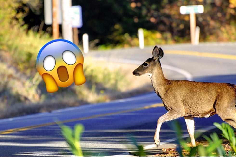 Be careful! NJ deer seem extra wild this year