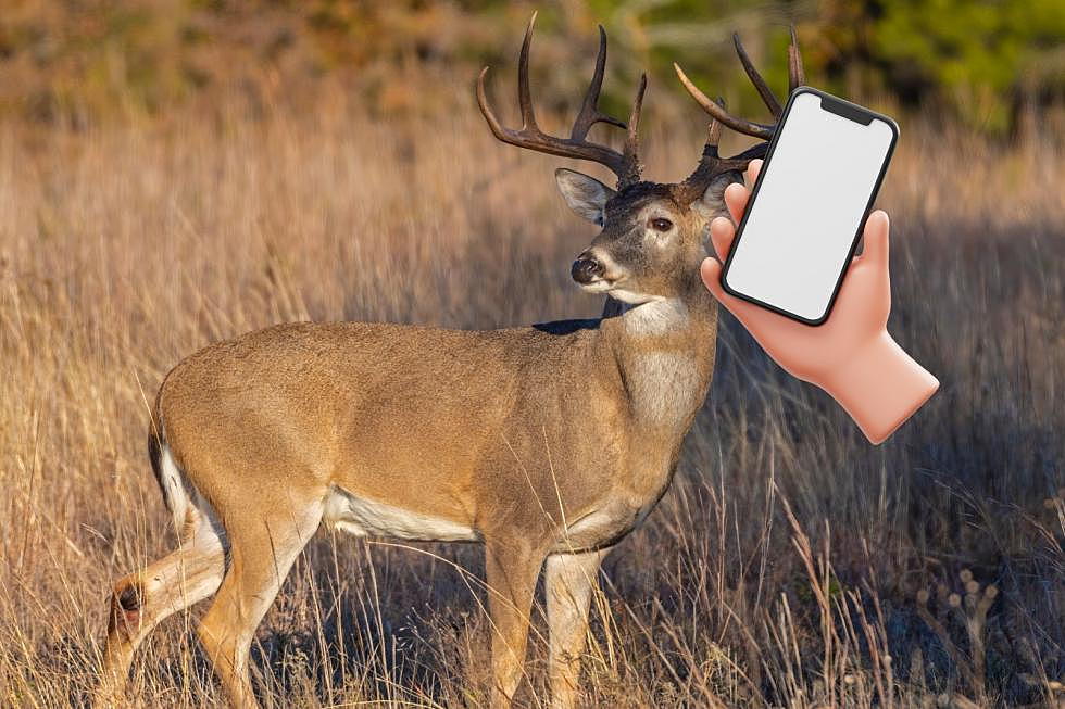 See a dead deer on the road in NJ? Here’s who to call