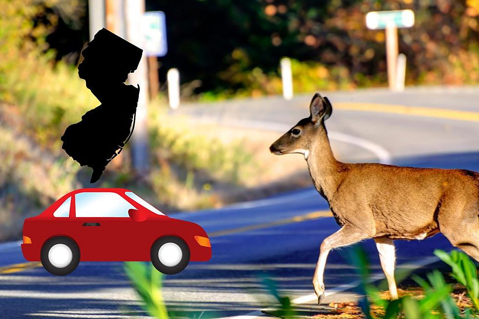It’s deer/car collision season in New Jersey