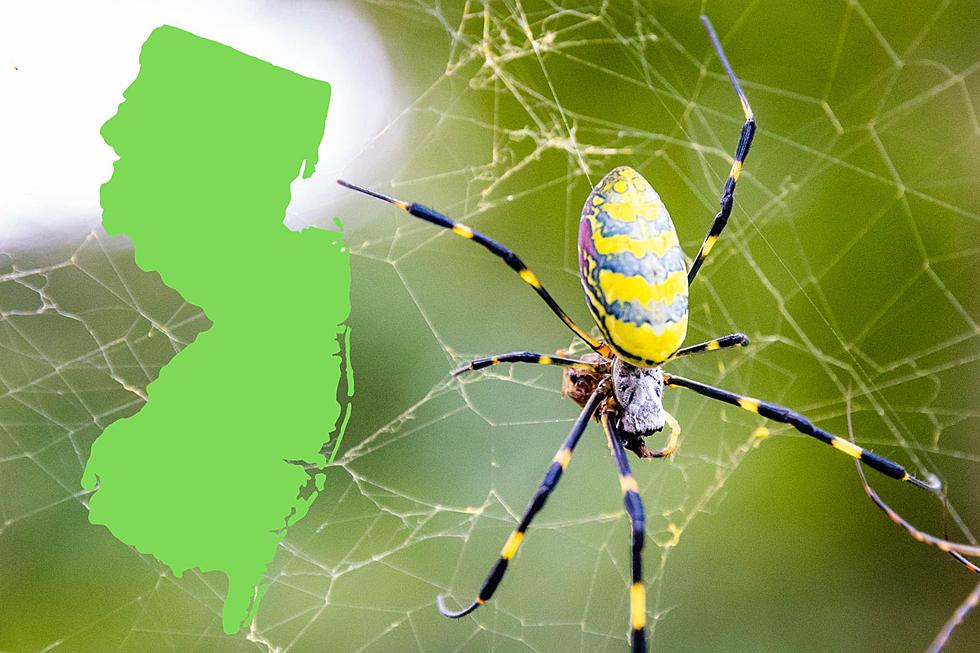 Scary, giant, invasive spider's arrival now imminent for NJ