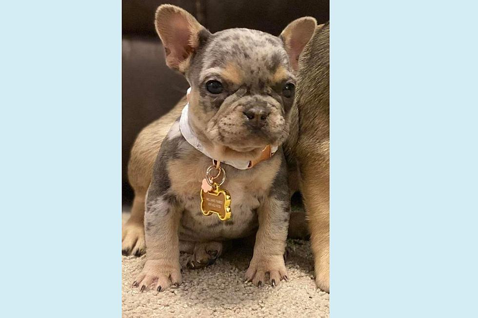 Stolen French Bulldog puppy returned to South Jersey owner