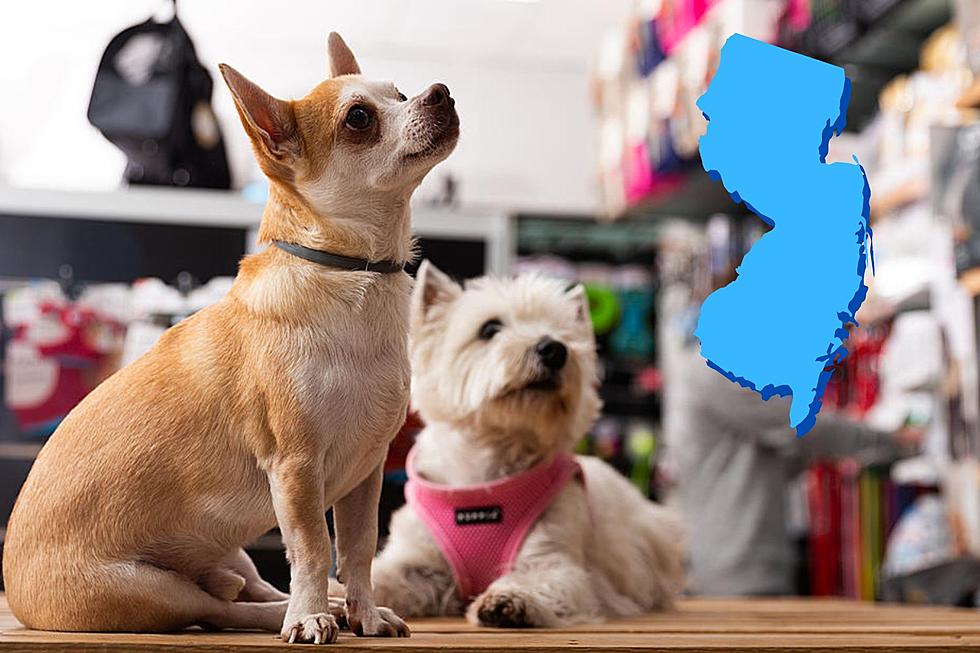 NJ pet stores aren't the only problem with illegal practices