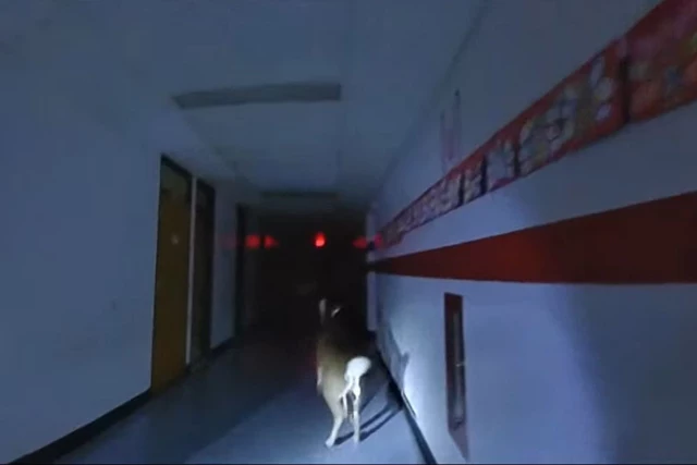 VIDEO: Deer goes wild inside school in Toms River, NJ VIDEO: Deer goes wild inside school in Toms River, NJ