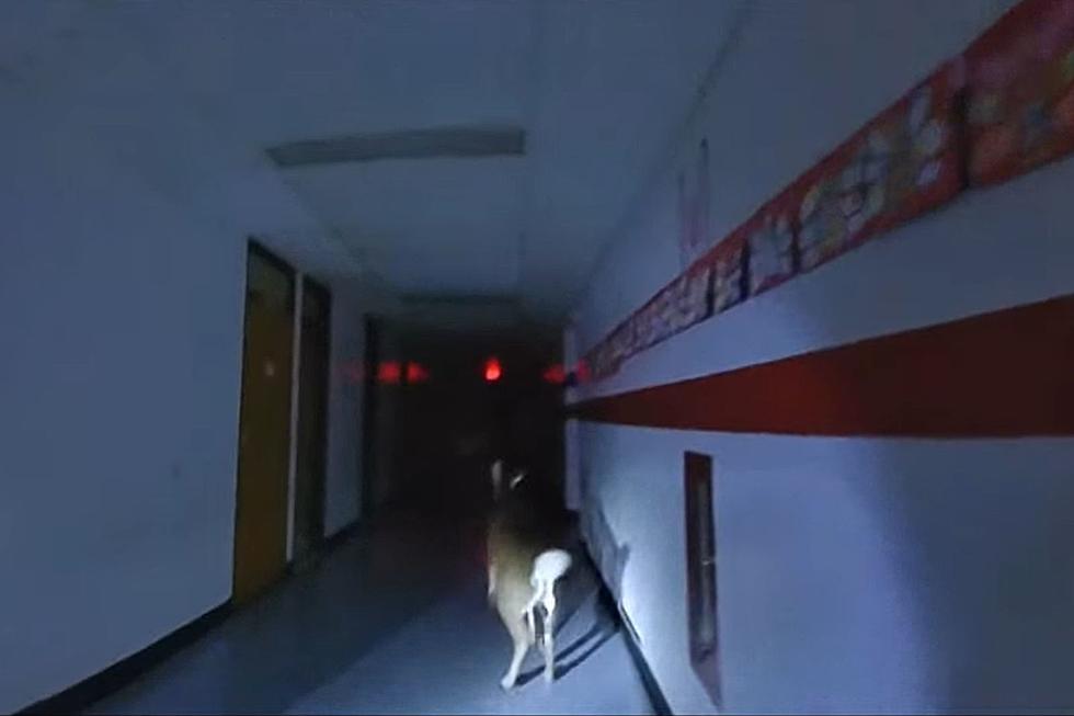 VIDEO: Deer goes wild inside school in Toms River, NJ