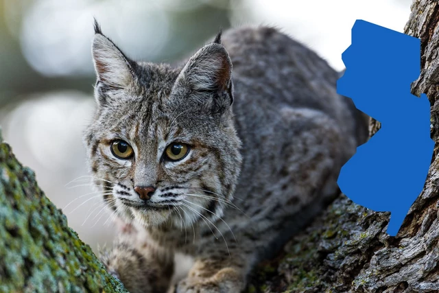 Bobcat spotted in the Jersey woods (video) Bobcat spotted in the Jersey woods (video)