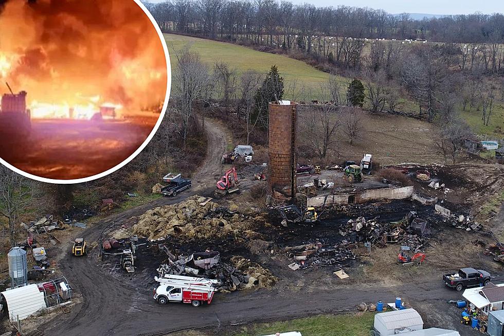 Hundreds of chickens, dozens of pigs killed in NJ barn fire