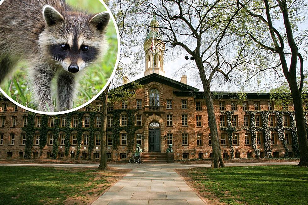 Raccoon rampage: Call police if you see one around Princeton, NJ