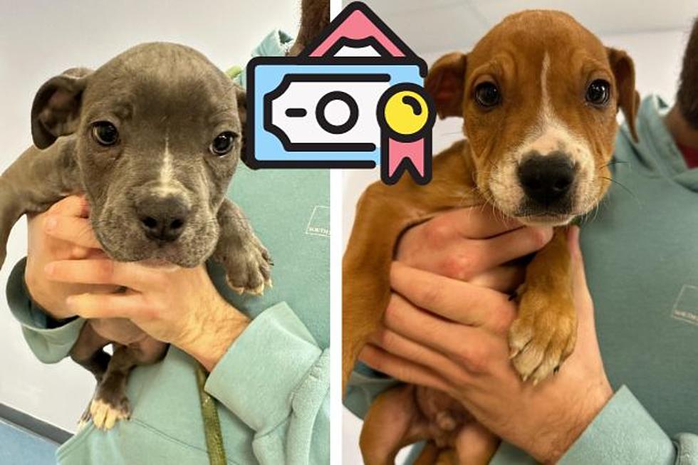 PETA puts up reward to help find who left puppies to die in Pittsgrove, NJ