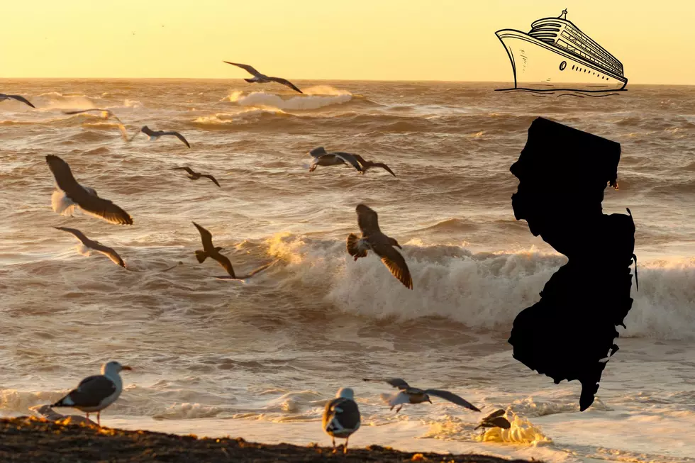 Birds over the ocean _ water at the beach _ cruise
