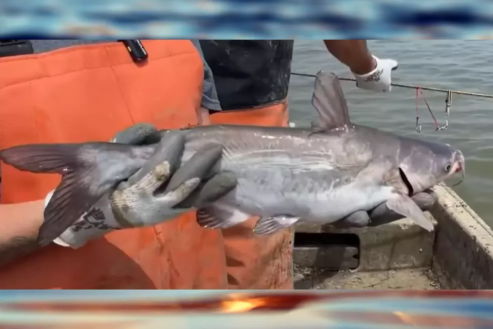 Blue Catfish