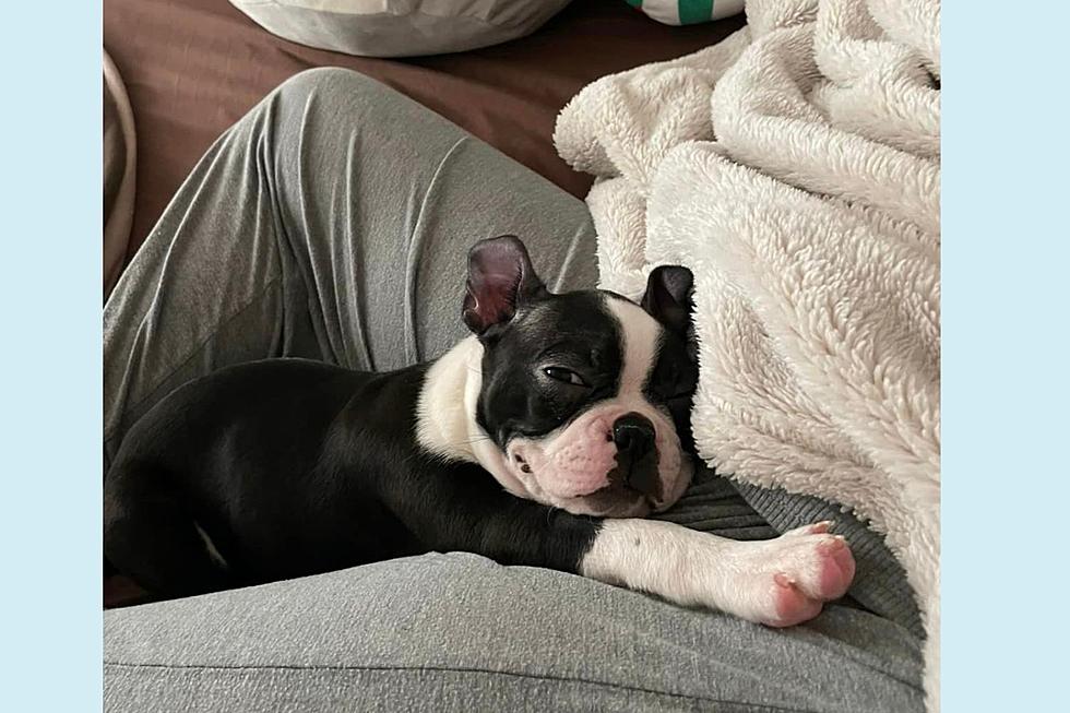 NJ pet mom offers $6,000 for the safe return of her special needs dog