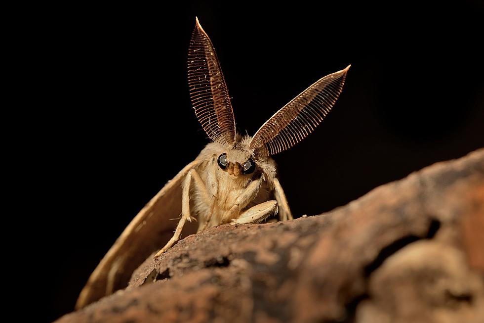 Invasive insect back in NJ was renamed due to ‘wokeness’