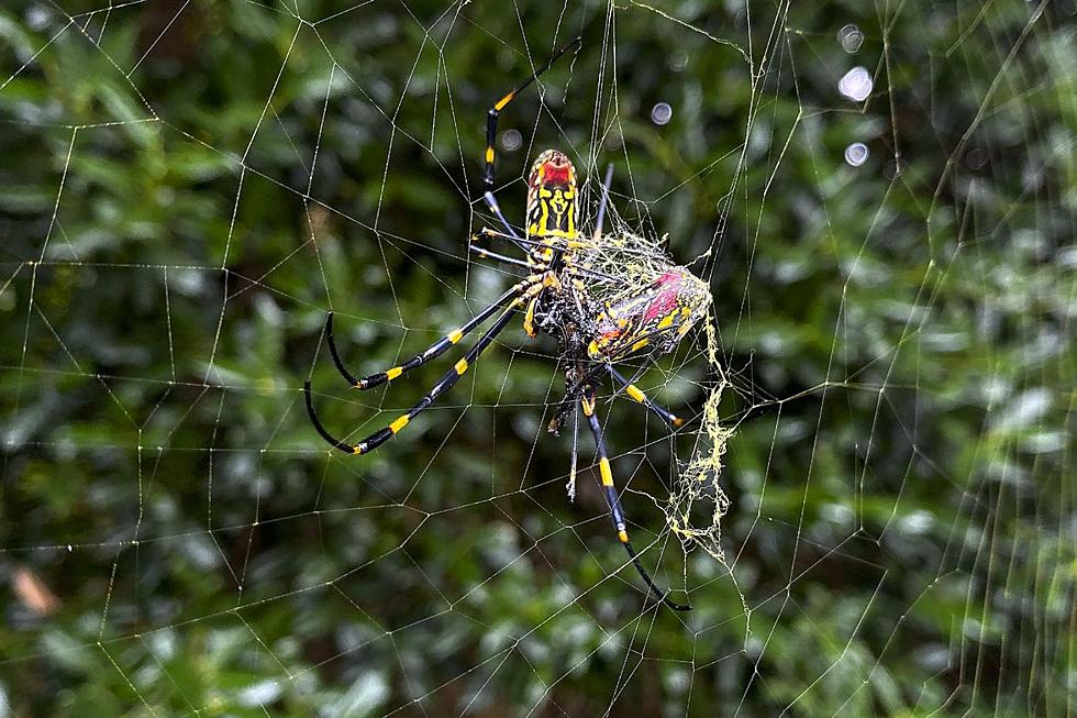 Everything you need to know about the giant spider invading NJ