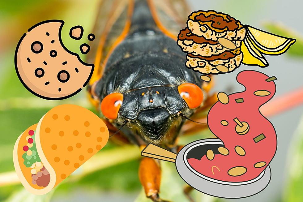 Eating cicadas: New Jersey’s ‘shrimp of the land’