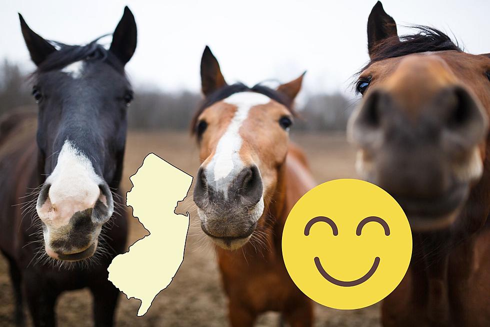 A new place for NJ to find emotional wellness through horses