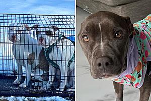 3 dogs left to freeze and starve to death in NJ towns