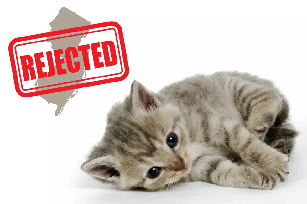 Rejected kitten