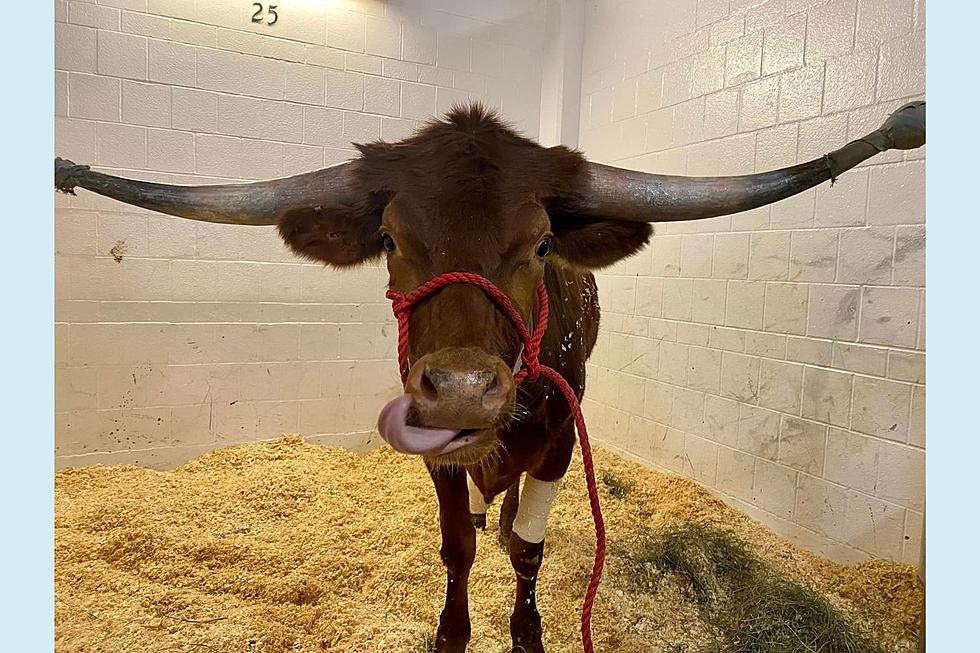 A famous NJ bull is recovering from a serious leg infection