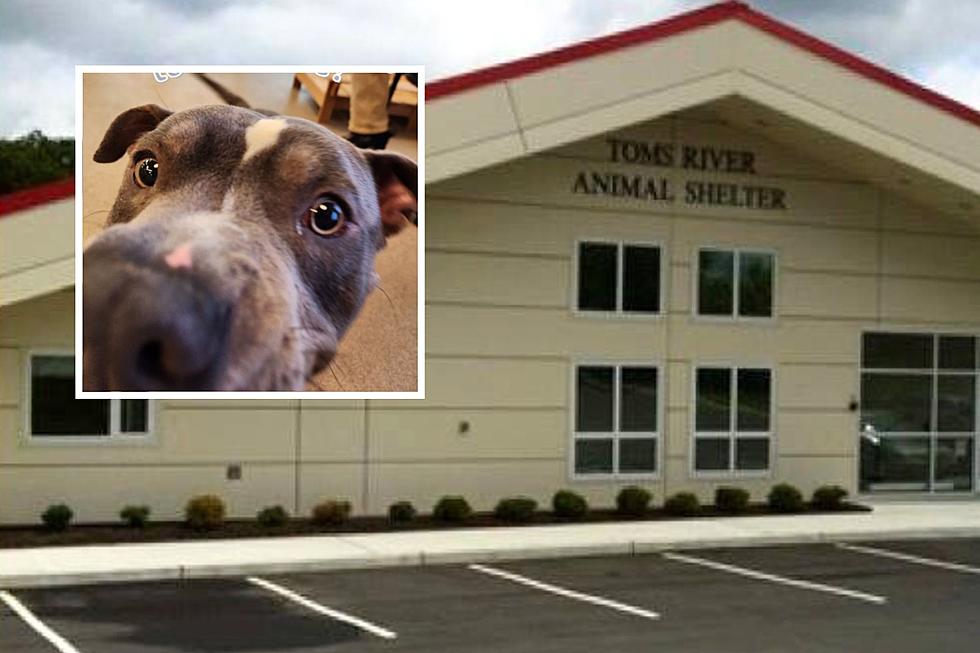 Mayor says changes at Toms River, NJ Animal Shelter to help pets