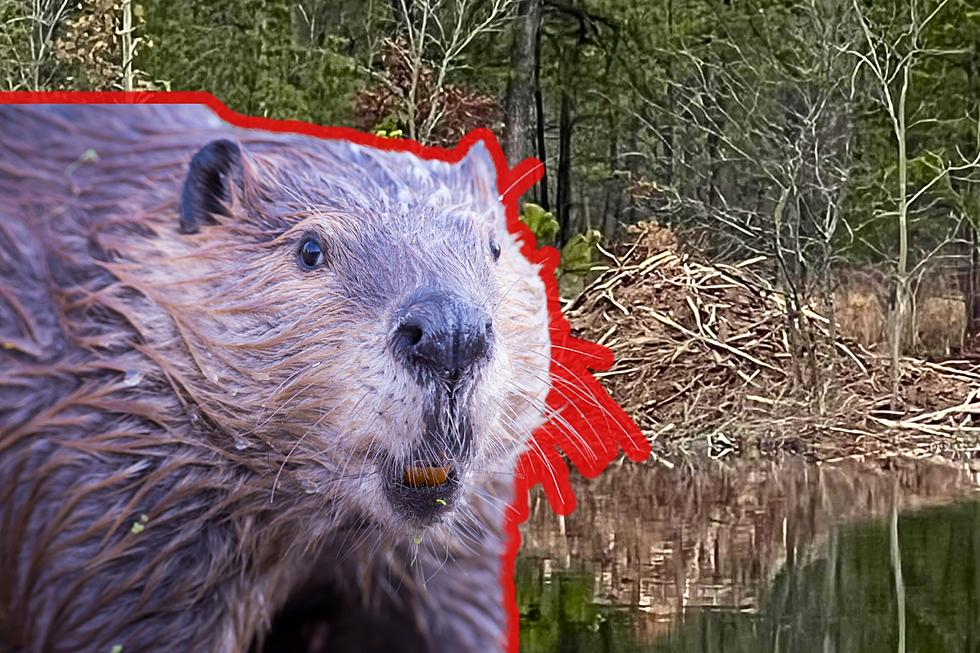 Man vs. beaver: NJ locals at war with ‘selfish,’ destructive animals