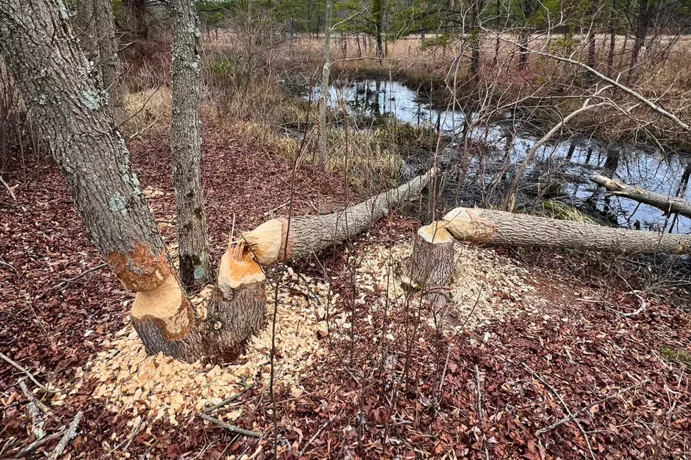 Trees in the Pine Barrens gnawed by beavers (Chris Ritter via Facebook)