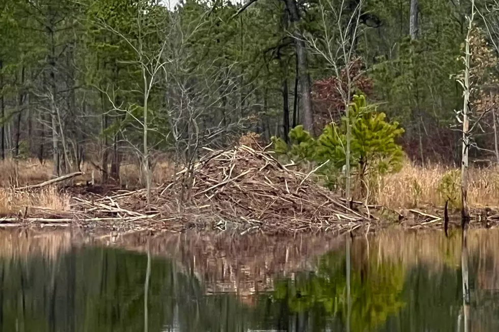 A large beaver dam in the Pine Barrens (Chris Ritter via Facebook)