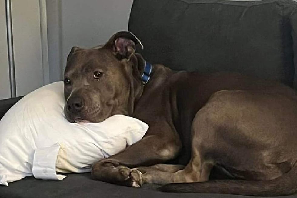 Help this NJ family find their missing pit bull