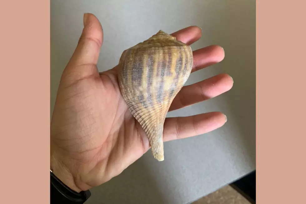 Channeled Whelk (Samantha Kreisler)