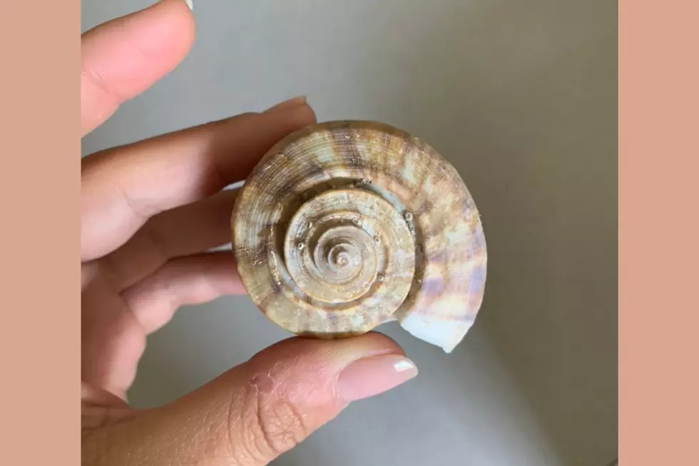 Channeled Whelk (Samantha Kreisler)