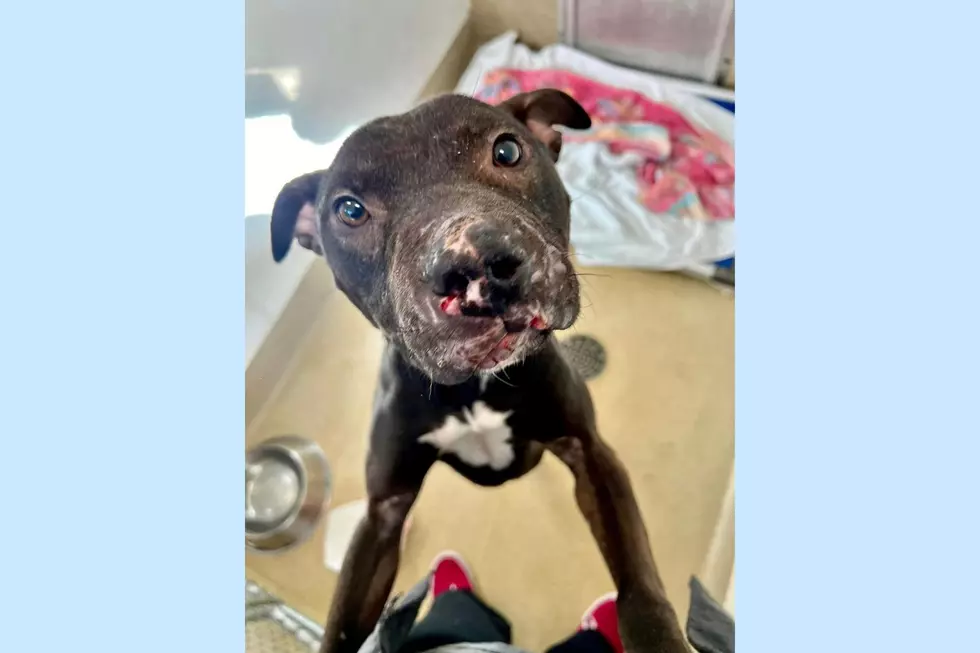 Monmouth County SPCA Facebook
