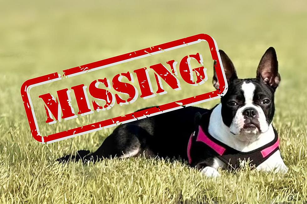 NJ family offers huge reward to find lost dog who could&#8217;ve been taken