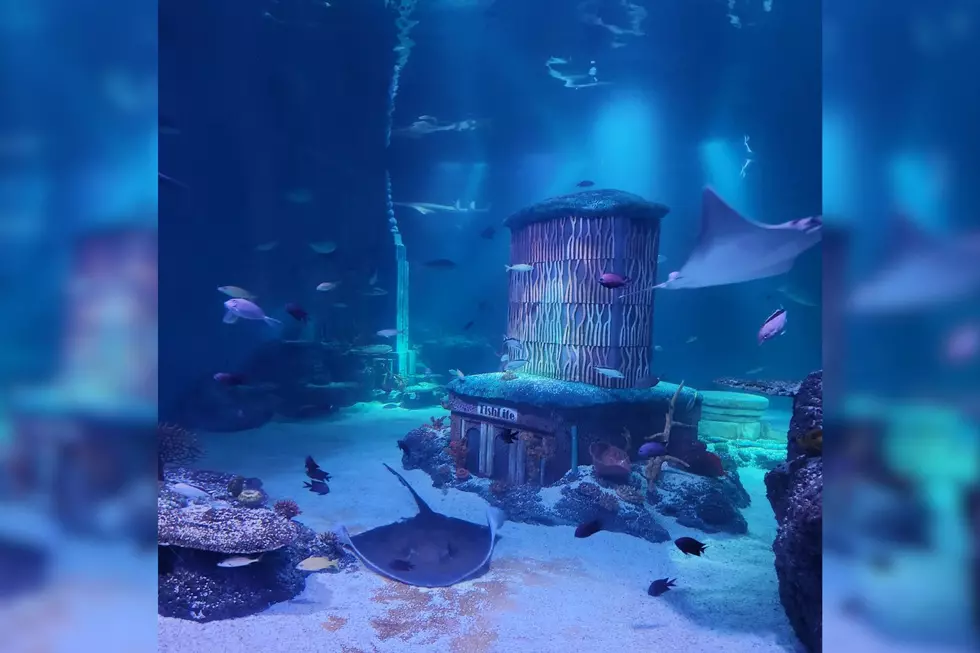 SeaLife Aquarium at American Dream ocean tank (Erin Vogt, Townsquare Media)
