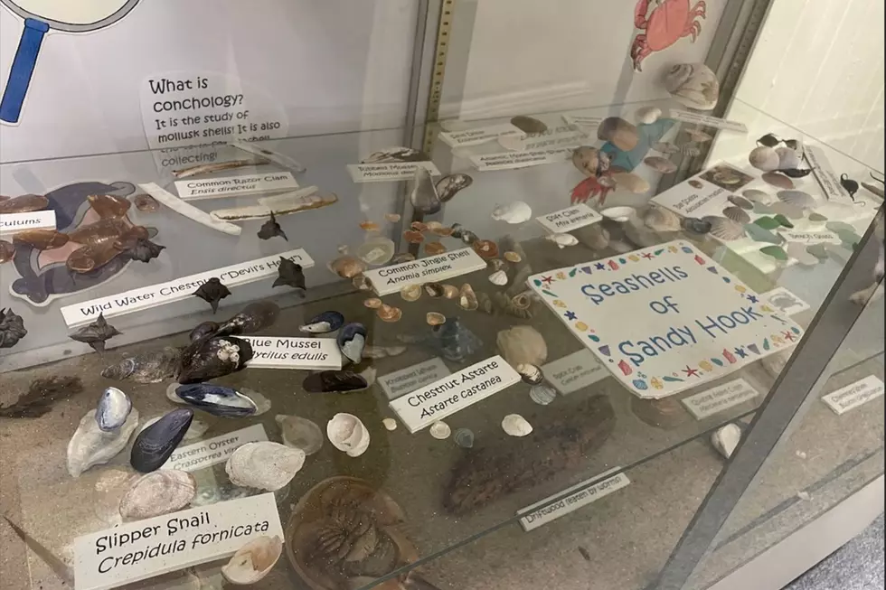 Shells of Sandy Hook (Samantha Kreisler)