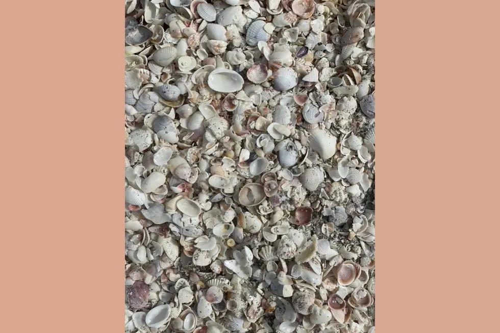 Shells on the Beach (Samantha Kreisler)