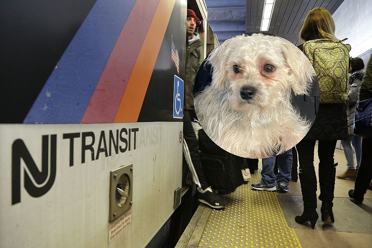 Lost Dog Found On New Jersey Transit Train: Help Needed To Find Owner