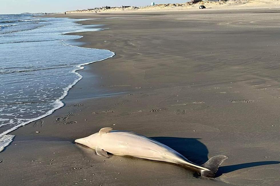 Dolphin washes up onto NJ beach — 4th one in 2024