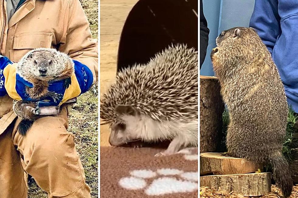 Longer winter? We go to the NJ groundhogs (and hedgehog) for their report