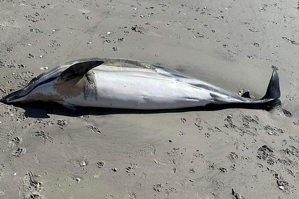 5th dolphin of 2024 strands on NJ beach