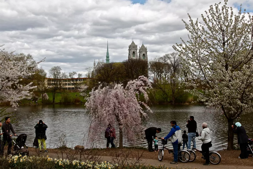 Cherry Blossom trees, Branch Brook Park Newark