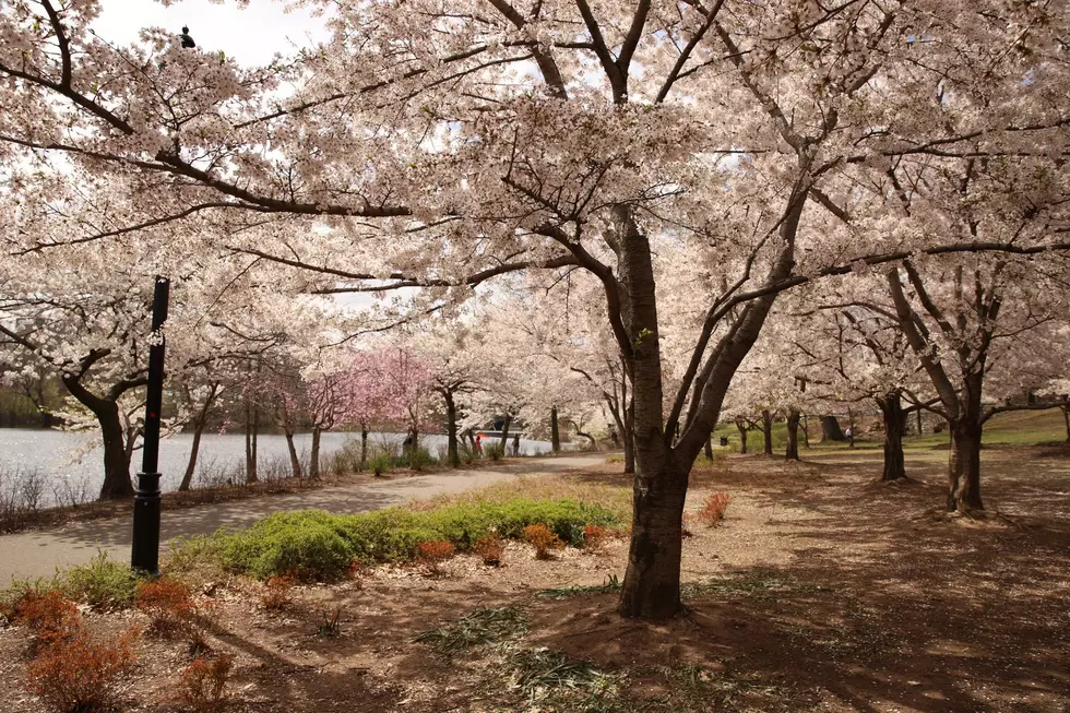 This is the best place to see the cherry blossoms in NJ. Go right now