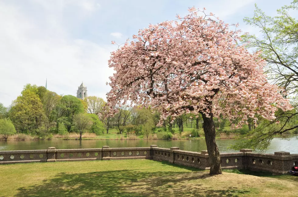 Cherry Blossom trees, Branch Brook Park Newark