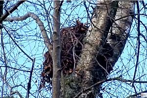 See a balls of leaves in trees in NJ? Probably not a bird’s nest