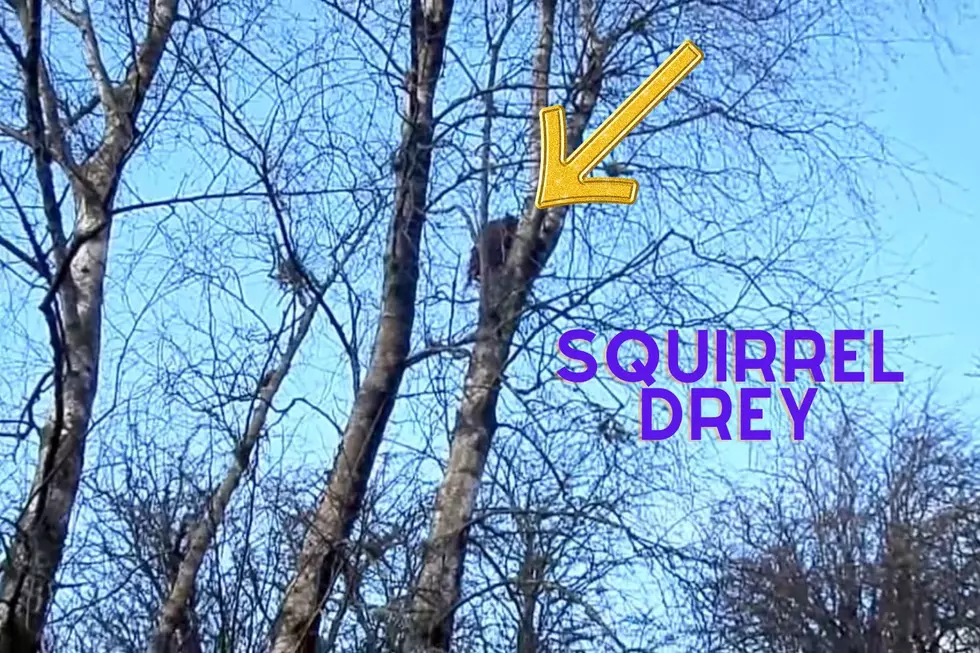 Squirrel Drey (Roger Griffith YouTube and Canva)