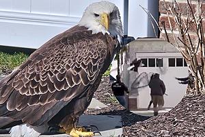 LOOK: Dramatic rescue of majestic bald eagle in Ocean City, NJ