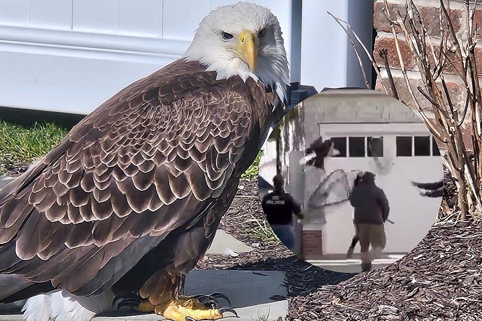 LOOK: Dramatic rescue of majestic bald eagle in Ocean City, NJ