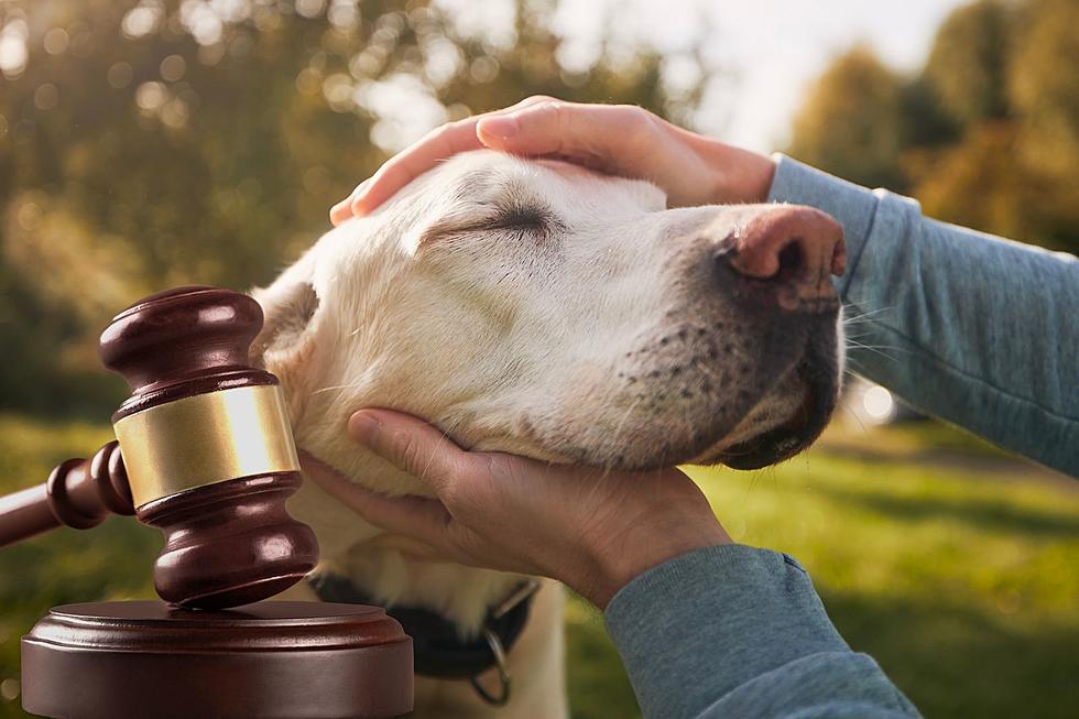 Monumental ruling on emotional support animals in NJ: What it means