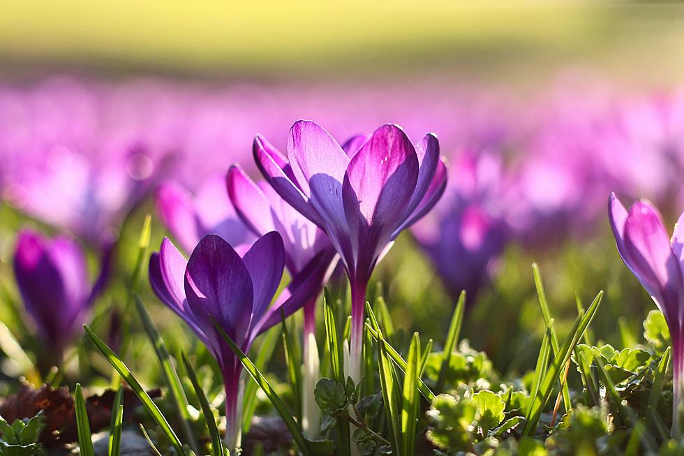 NJ’s warm weather continues, feels more like mid-May than mid-March