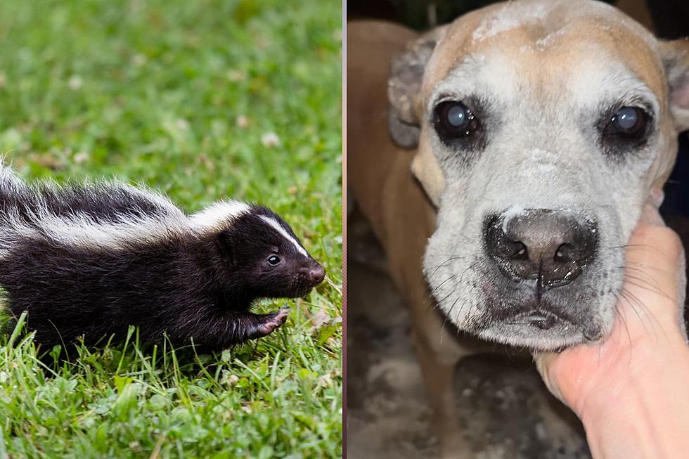 How to get rid of NJ skunk smells that are coming after your dog